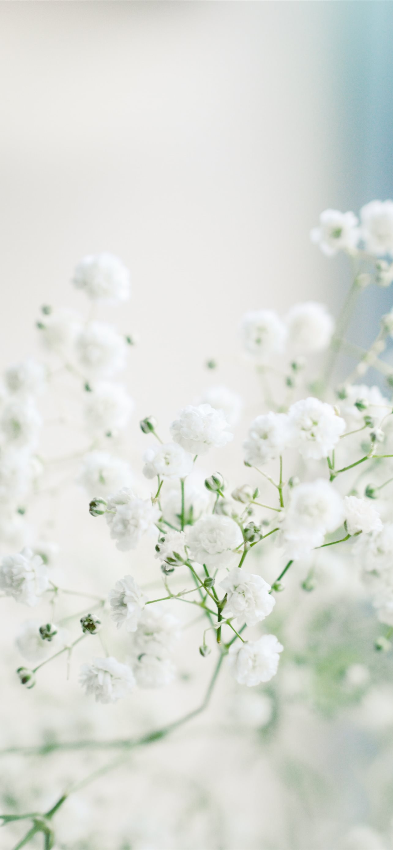 white flowers in macro lens iPhone wallpaper 