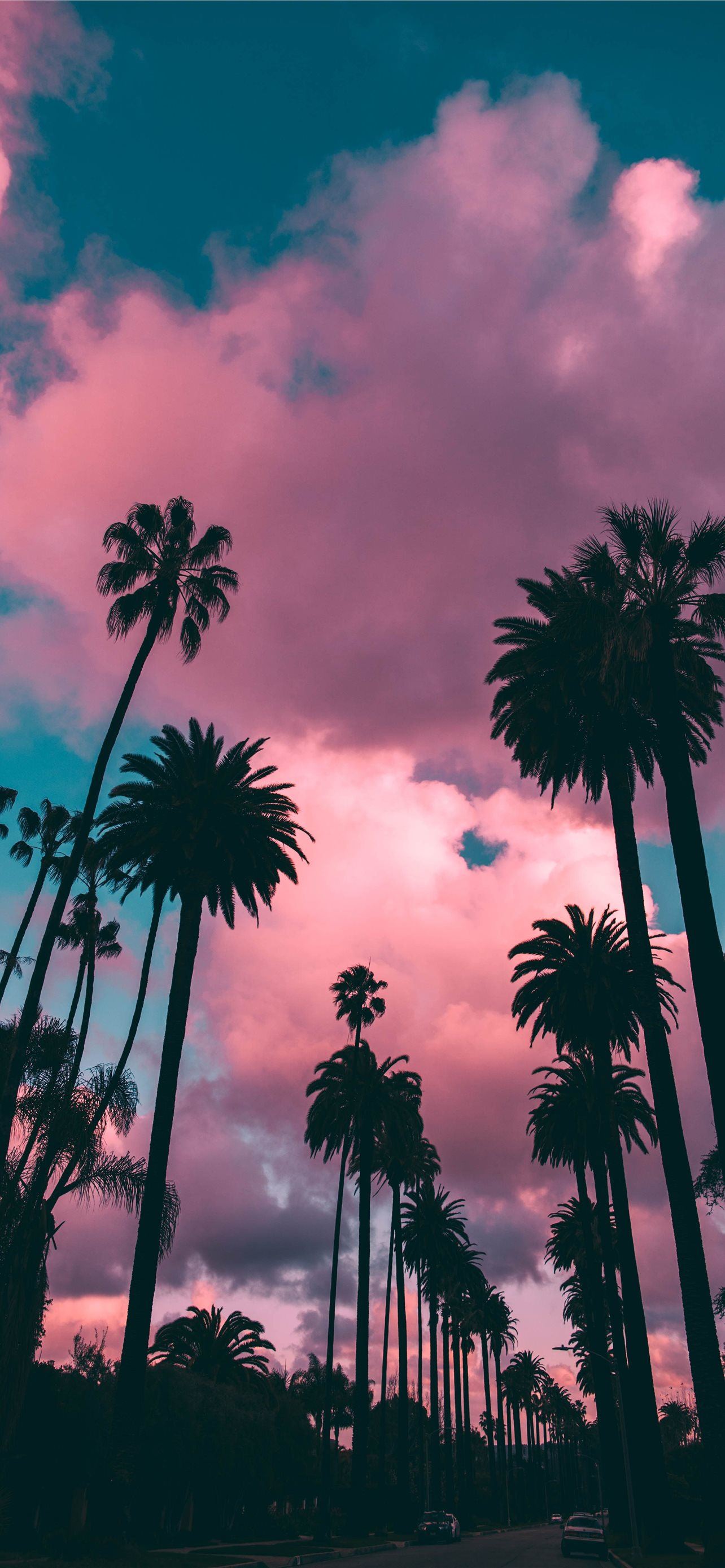 Best Palm trees iPhone HD Wallpapers - iLikeWallpaper