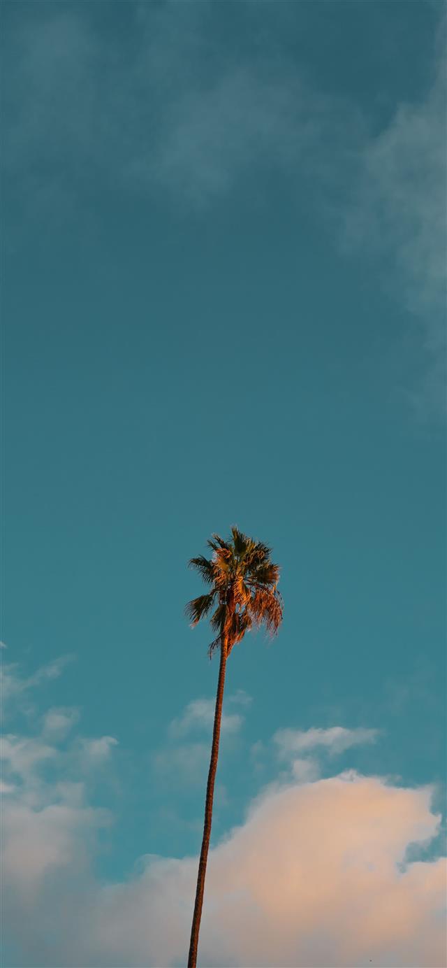 low angle photography of palm tree under blue sky iPhone 12 wallpaper 