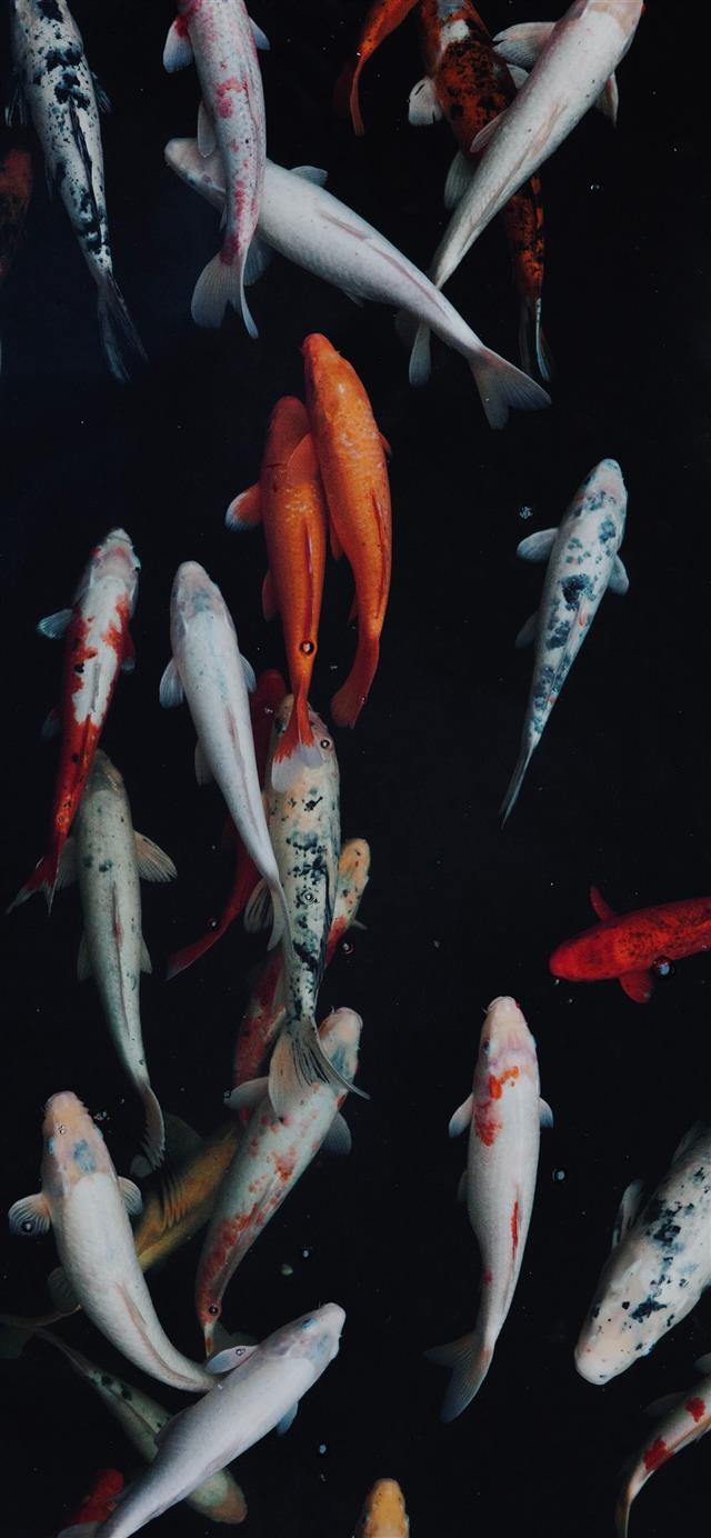 white and orange koi fish iPhone 12 wallpaper 