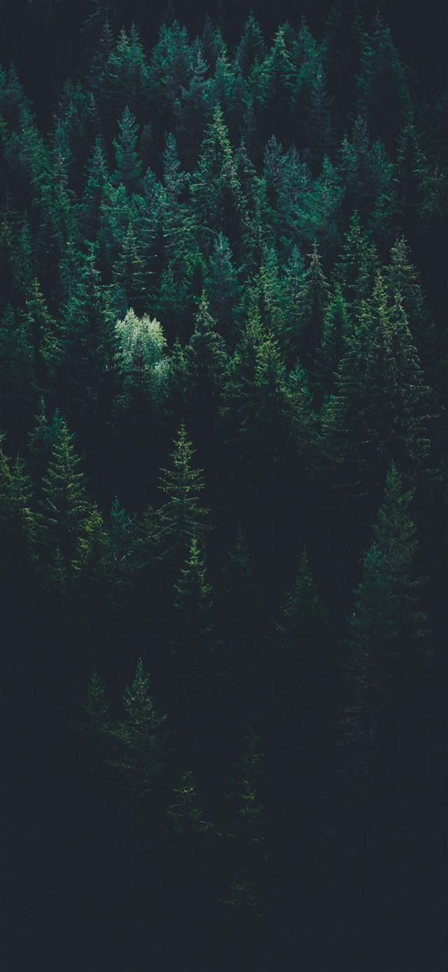scenery of forest trees iPhone 12 wallpaper 