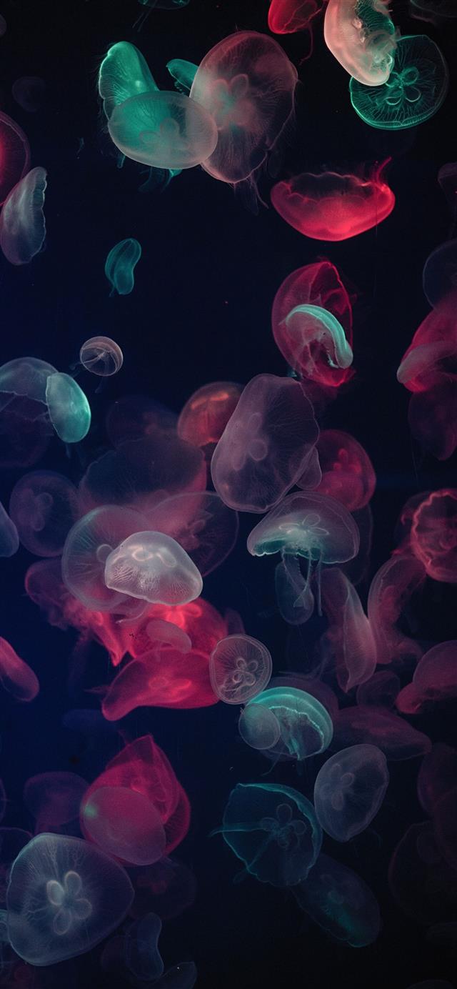 assorted color jellyfish painting iPhone 12 wallpaper 