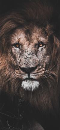 Best Beast iPhone 12 HD Wallpapers - iLikeWallpaper Best Beast iPhone 12 HD Wallpapers - iLikeWallpaper