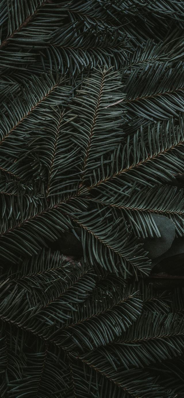 green pine tree leaves iPhone 12 wallpaper 