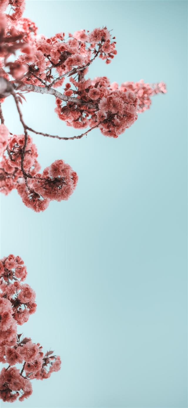 selective photograph of branches with flower iPhone 12 wallpaper 