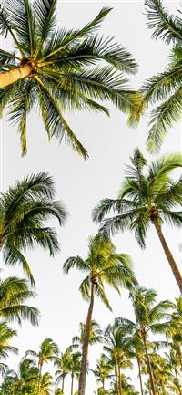 Best Palm tree iPhone 12 HD Wallpapers - iLikeWallpaper