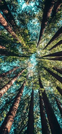 low angle photography of trees at daytime wallpaper