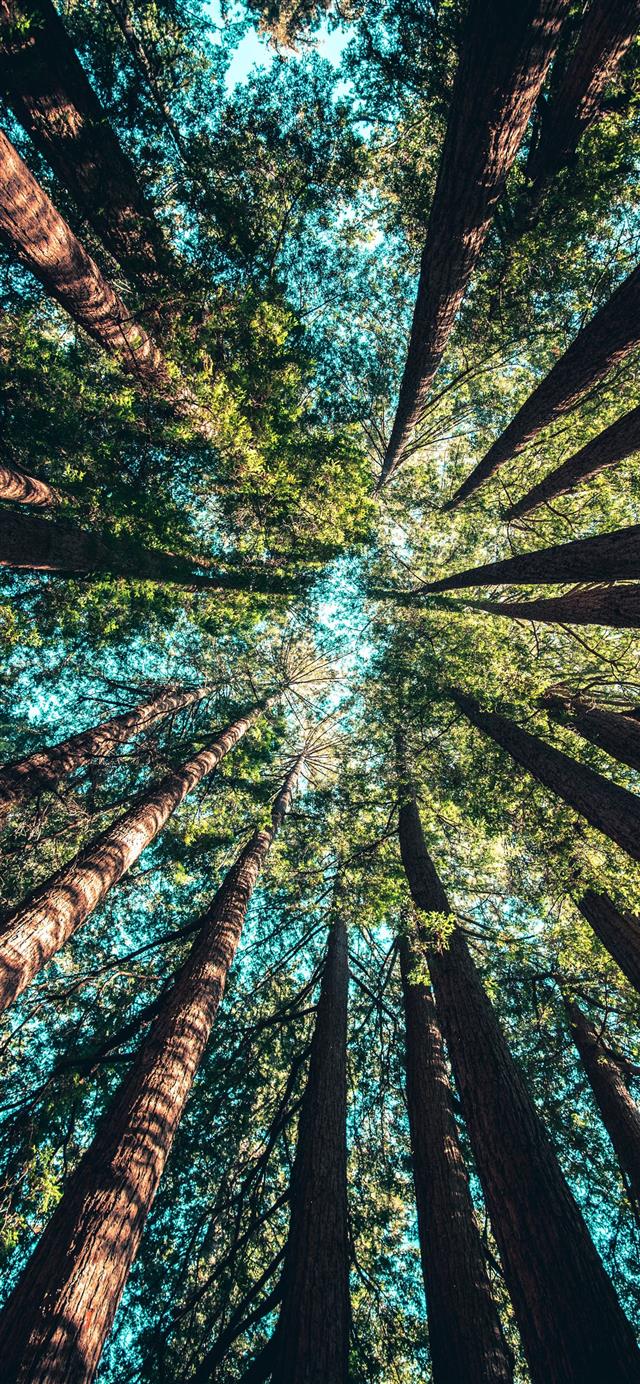 low angle photography of trees at daytime iPhone 12 wallpaper 