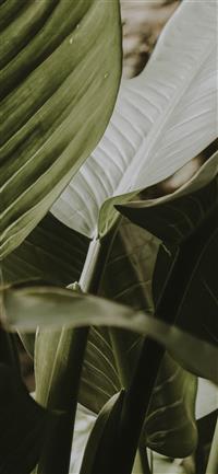 green leafy plant wallpaper