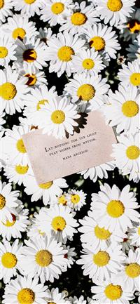 white daisy flowers wallpaper