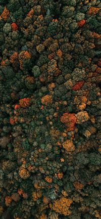 aerial photography of green leafed trees wallpaper
