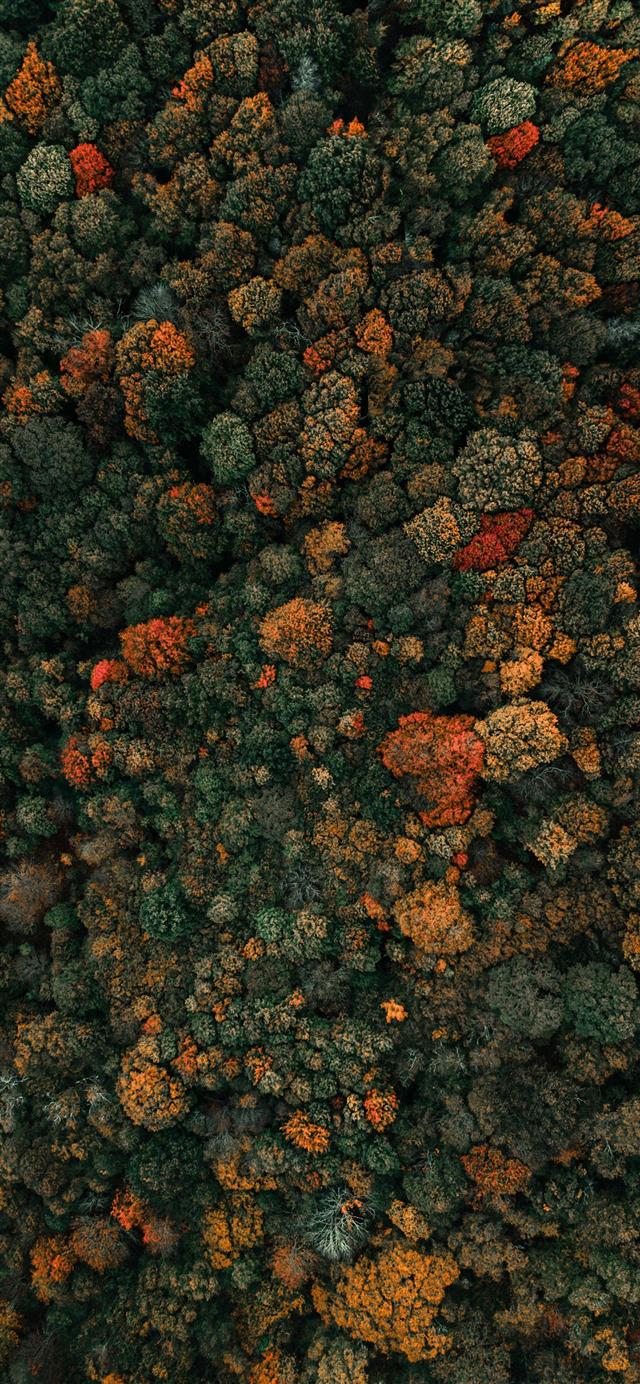 aerial photography of green leafed trees iPhone 12 wallpaper 