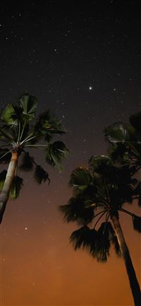 three coconut trees during nighttime wallpaper