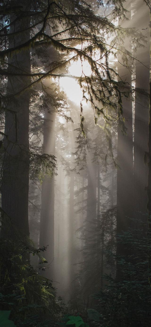 foggy weather with trees iPhone 12 wallpaper 