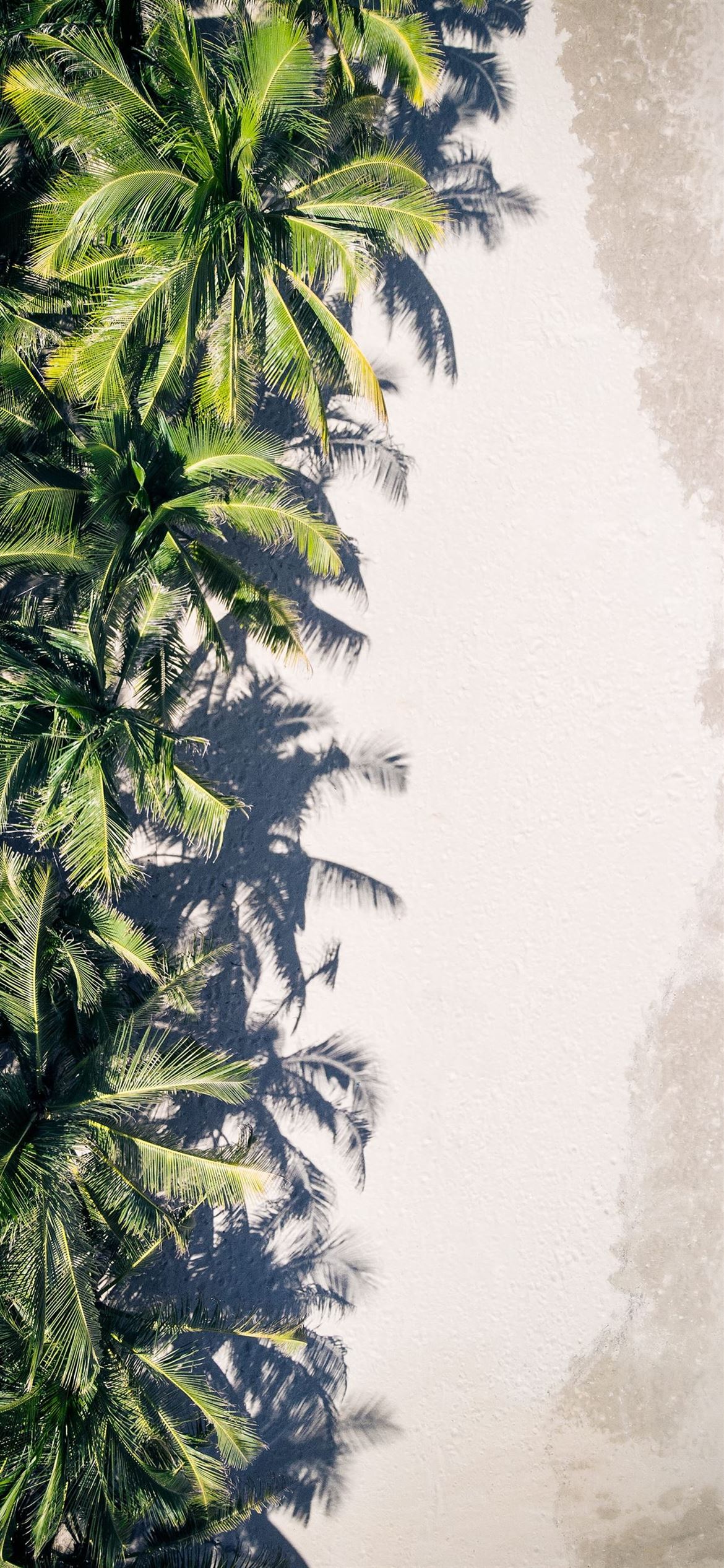Details more than 70 palm trees aesthetic wallpaper - in.cdgdbentre