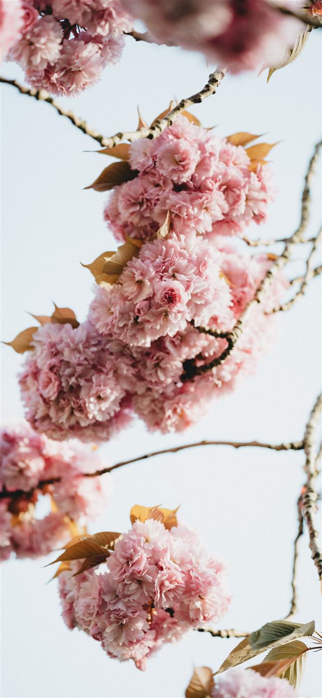 pink flowers in tilt shift lens iPhone 12 wallpaper 
