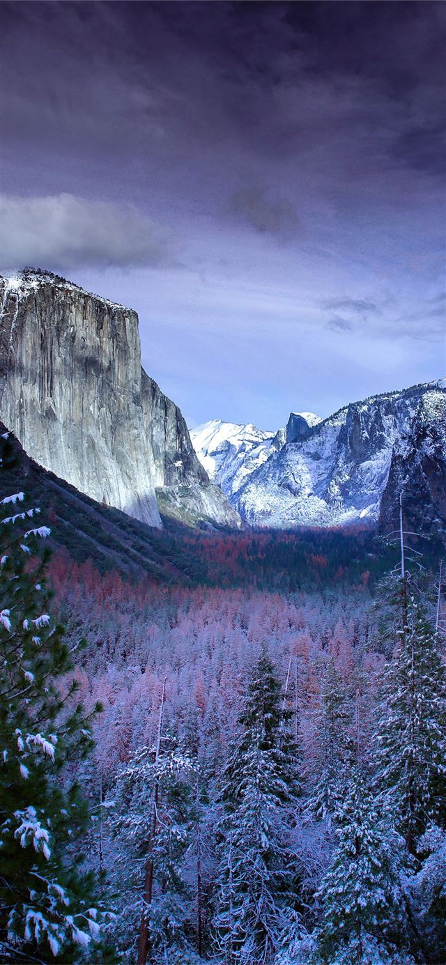 snow forests yosemite scenery 4k iPhone 12 wallpaper 