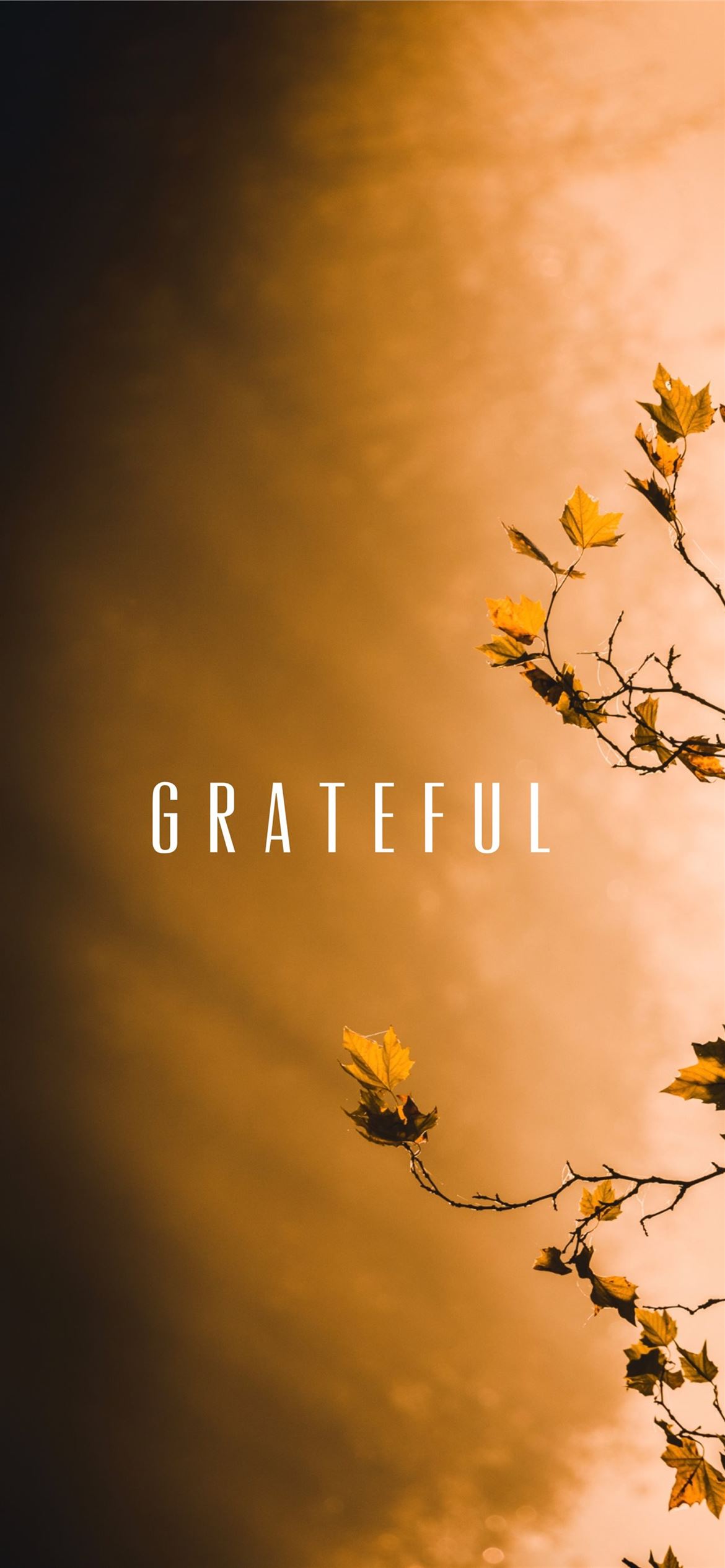 Fall Gratitude Grateful HD phone wallpaper  Pxfuel