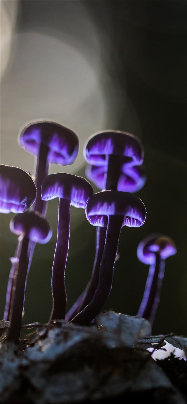 mushrooms purple glowing 5k iPhone 12 wallpaper 