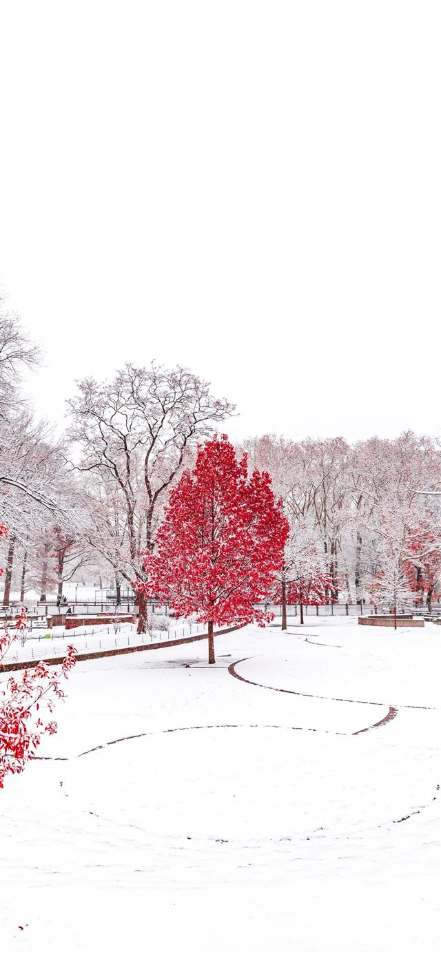 snow covered park with red trees iPhone 12 wallpaper 