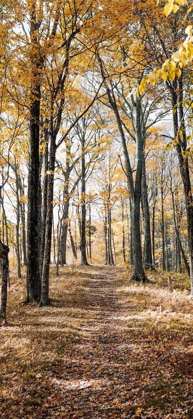 brown forest iPhone 12 wallpaper 