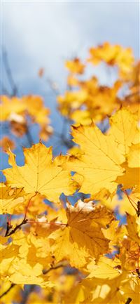 yellow maple leaves iPhone 12 wallpaper