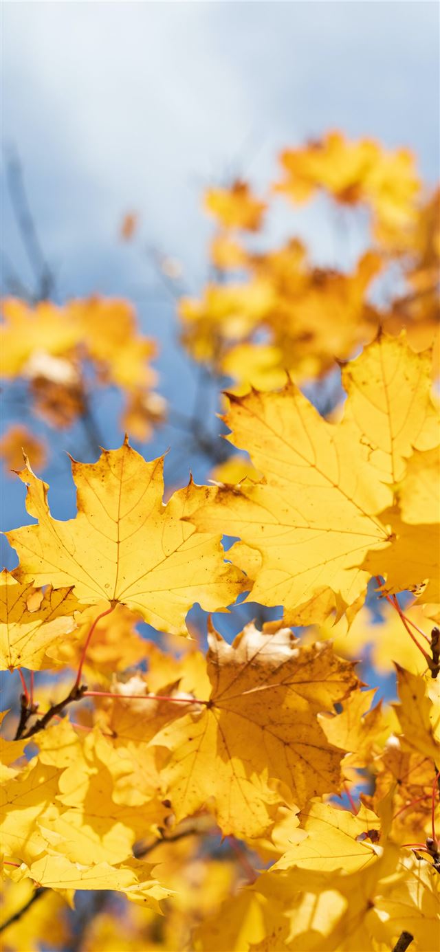 yellow maple leaves iPhone 12 wallpaper 