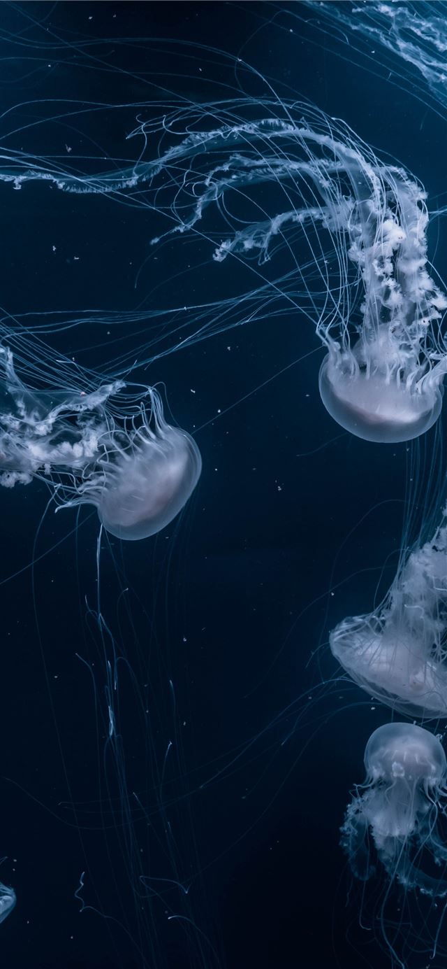 white jellyfishes swims iPhone 12 wallpaper 