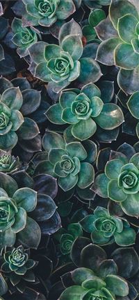 top view of green succulent plants wallpaper
