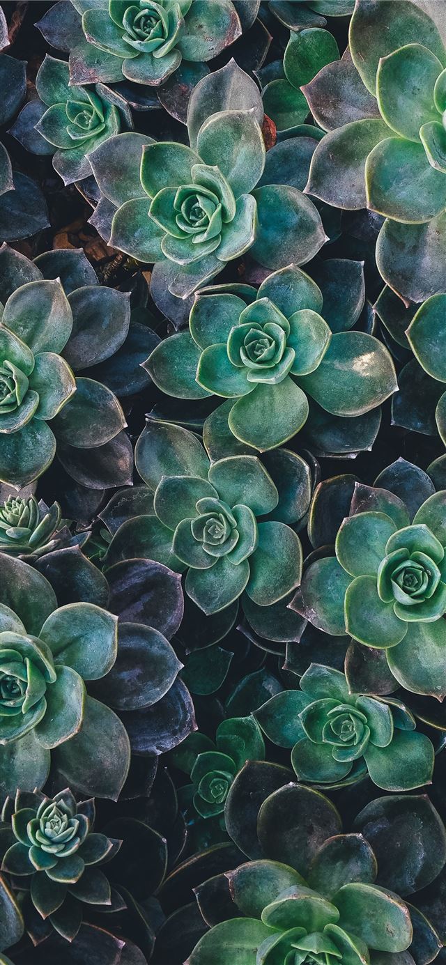 top view of green succulent plants iPhone 12 wallpaper 