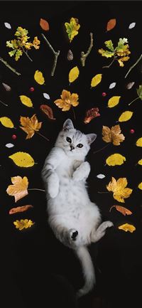 silver tabby cat surrounded by leaves wallpaper