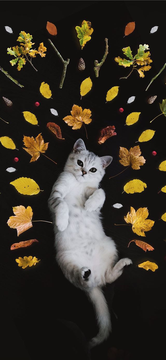 silver tabby cat surrounded by leaves iPhone 12 wallpaper 