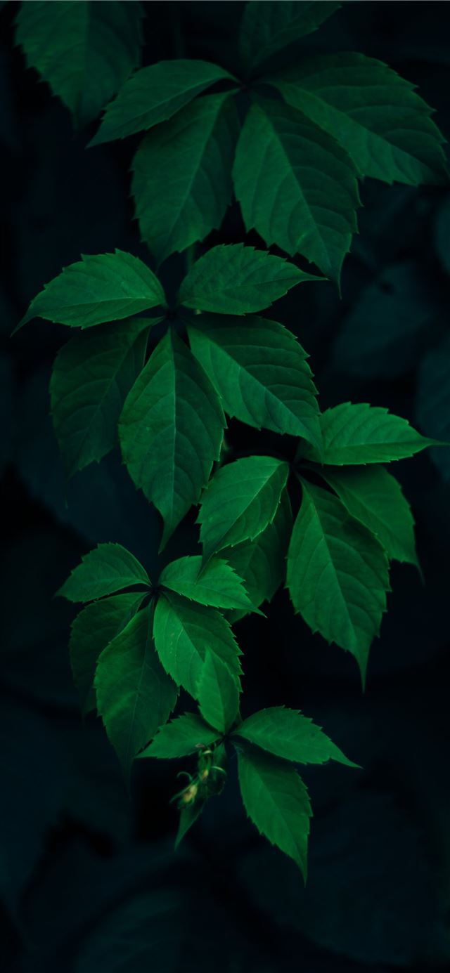 closeup photo of green leafed plant iPhone 12 wallpaper 