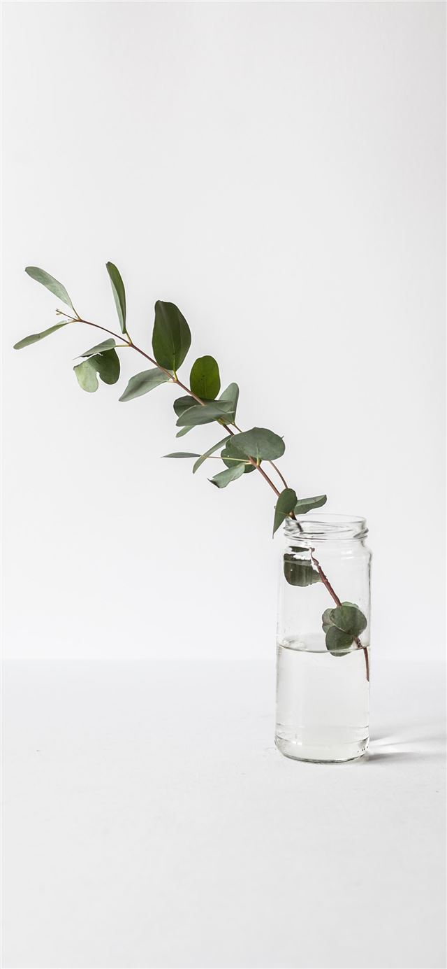 green leafed plant in glass jar iPhone 12 wallpaper 