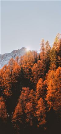 brown leafed trees wallpaper