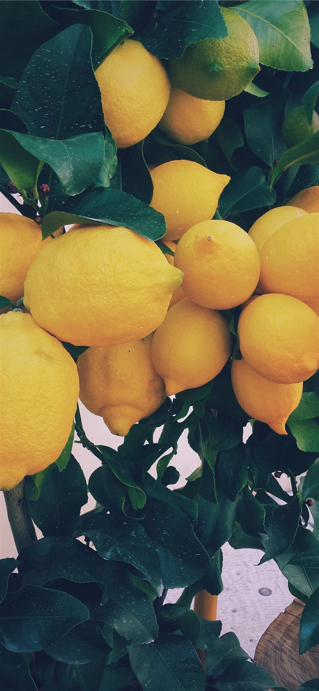 bunch of yellow lemon iPhone 12 wallpaper 