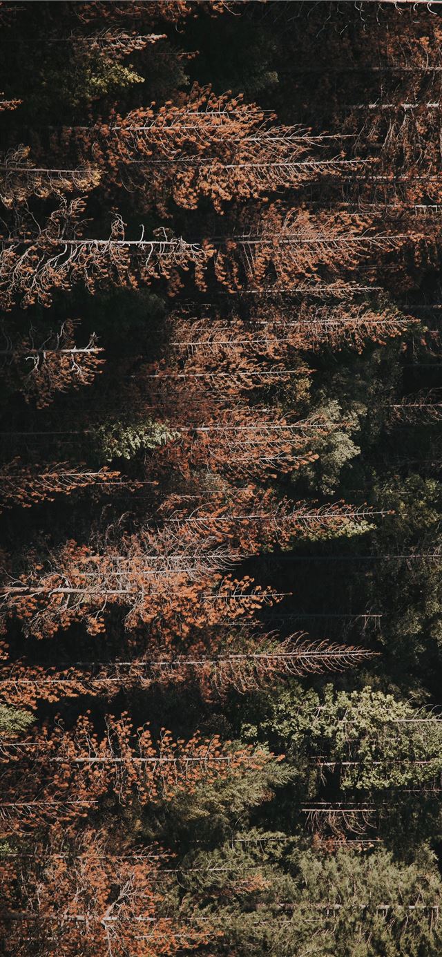 aerial view photography of forest field iPhone 12 wallpaper 