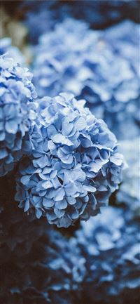 blue flowers wallpaper