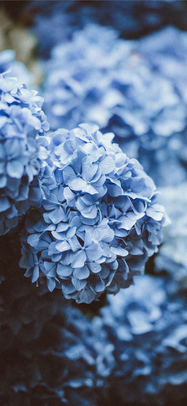 blue flowers iPhone 12 wallpaper 