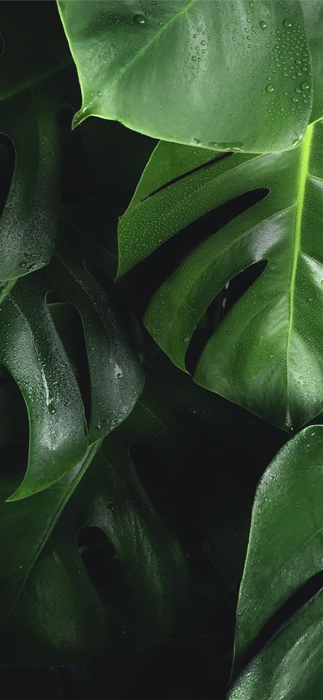 shallow photography of leaves iPhone 12 wallpaper 