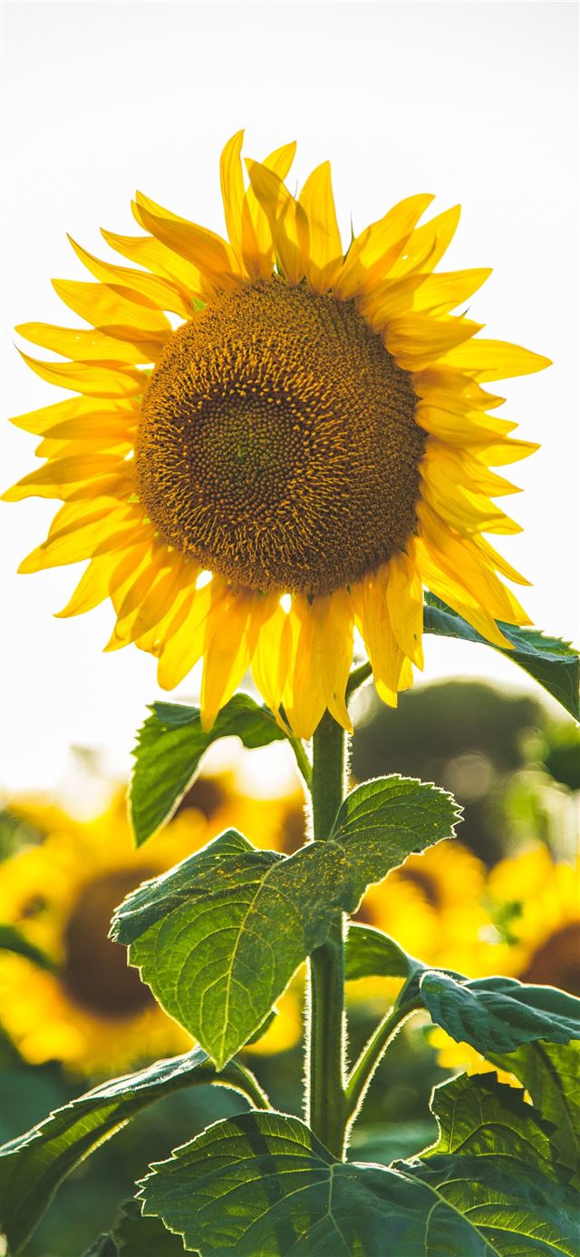 close up photo of common sunflower iPhone 12 wallpaper 