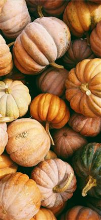 photo of orange and green squash lot iPhone 12 wallpaper