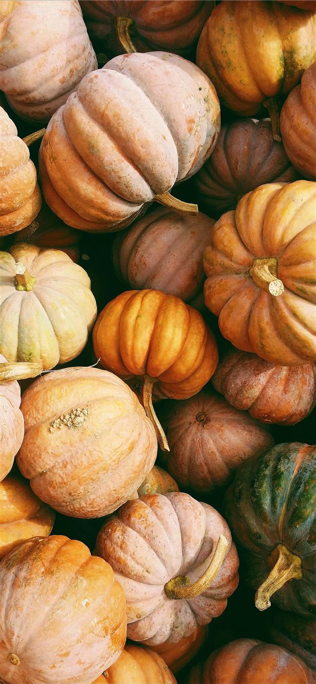 photo of orange and green squash lot iPhone 12 wallpaper 