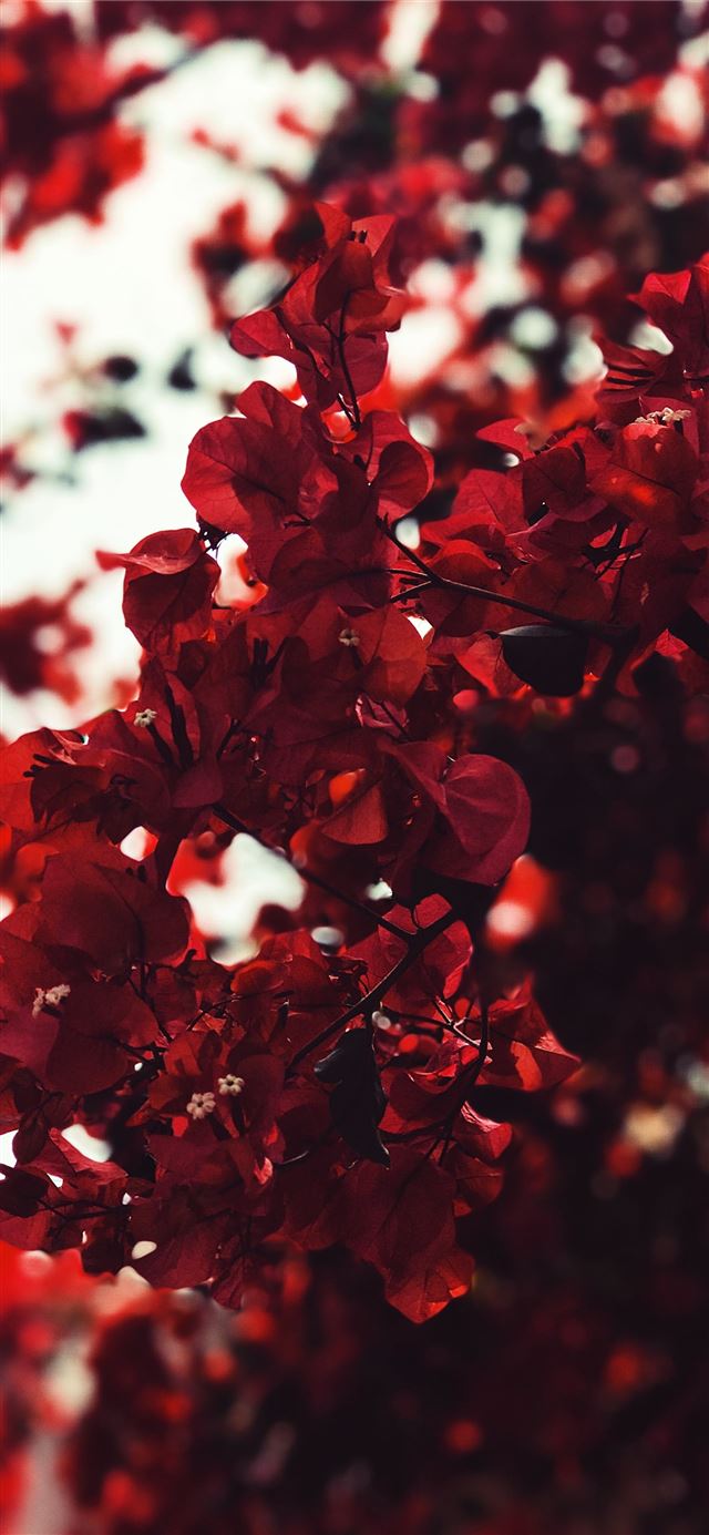 red leaves iPhone 12 wallpaper 
