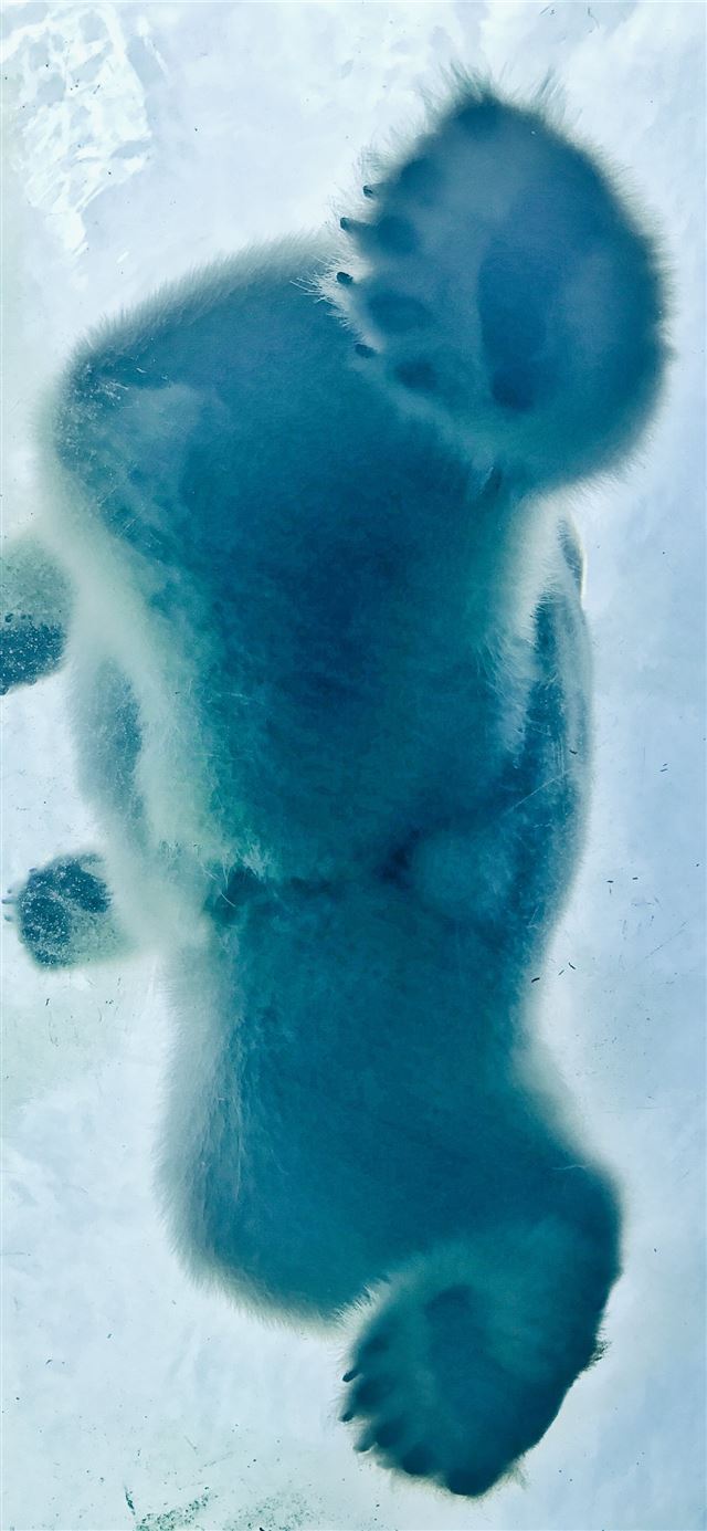 polar bear on body of water iPhone 12 wallpaper 