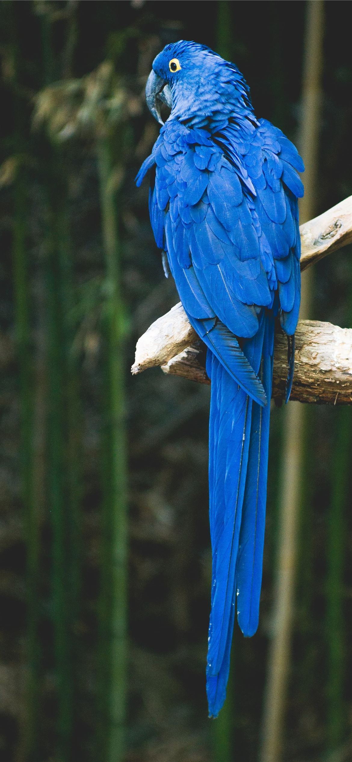 Animal Bluebird HD Wallpaper