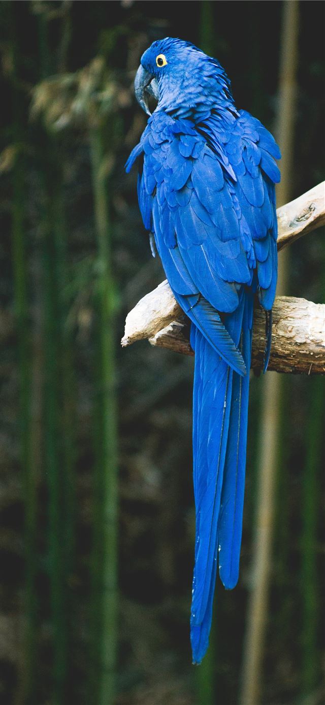 blue bird perch on brown tree iPhone 12 wallpaper 