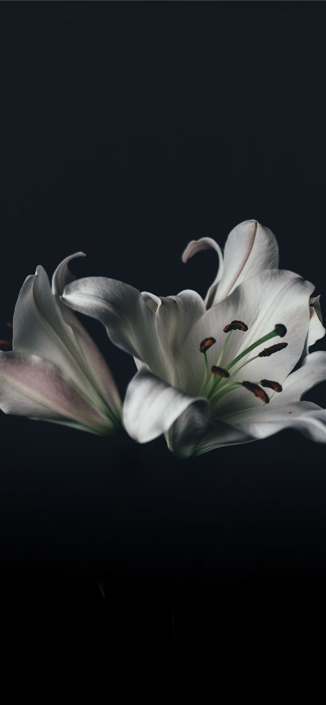 white oriental lily flower iPhone 12 wallpaper 