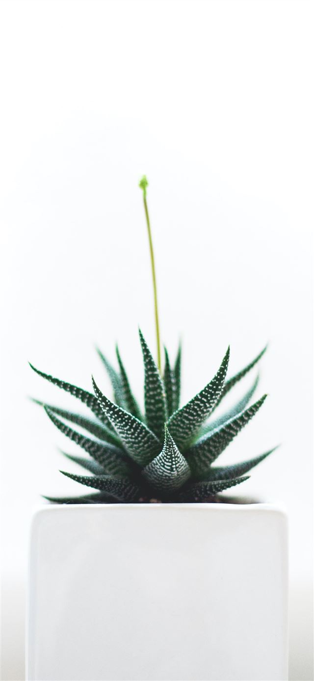 Aloe Vera plant on white vase iPhone 12 wallpaper 