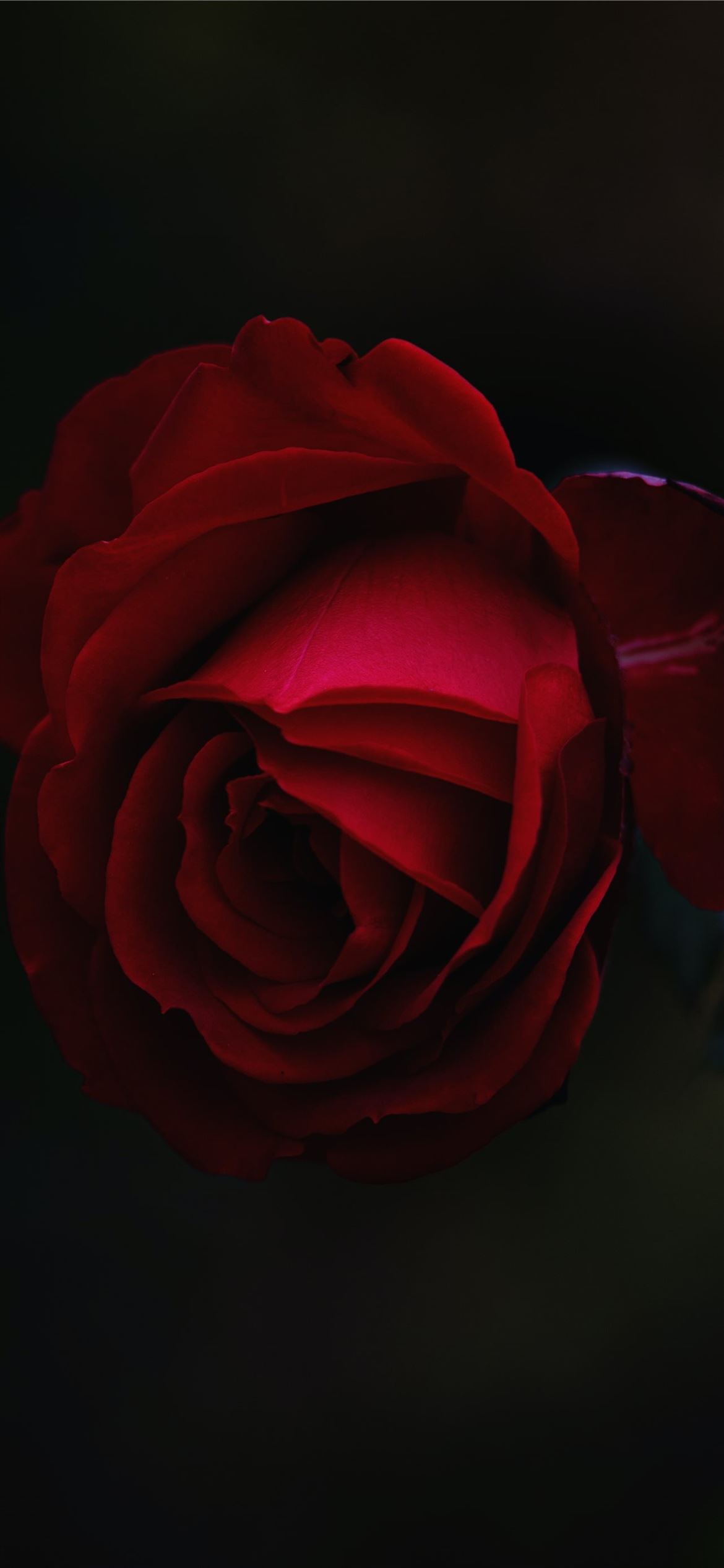Red rose picture mobile wallpapers  Wallsnapy